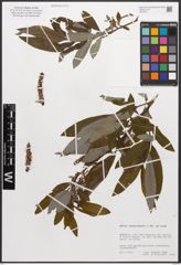 Foto von Salix canariensis C. Sm. ex Link